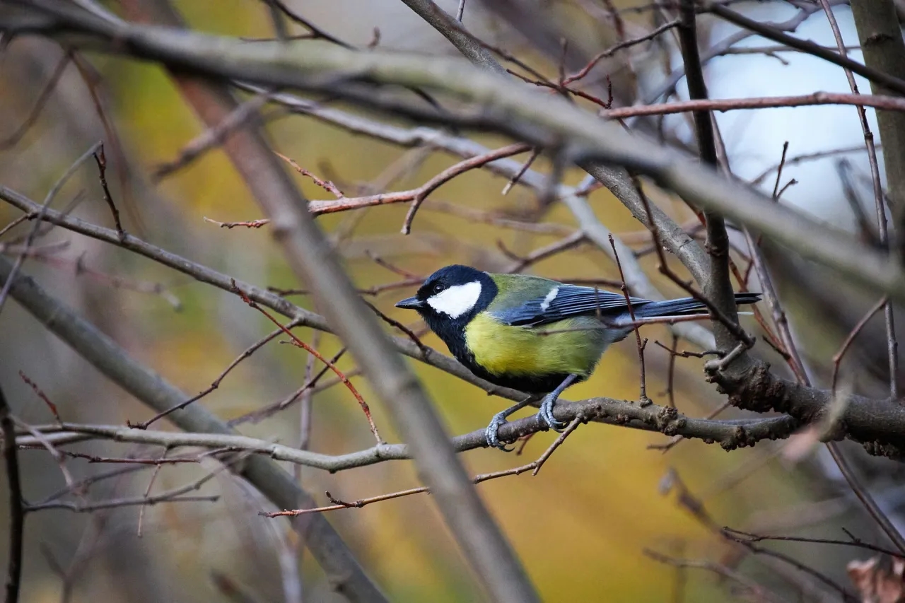 Jaki obiektyw do fotografii ptaków – najlepsze wybory dla każdego fotografa