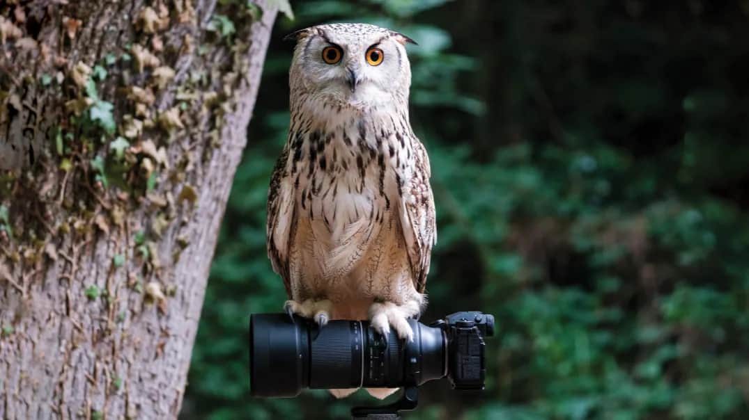 Jak zrobić dobre zdjęcia lustrzanką – proste techniki dla każdego