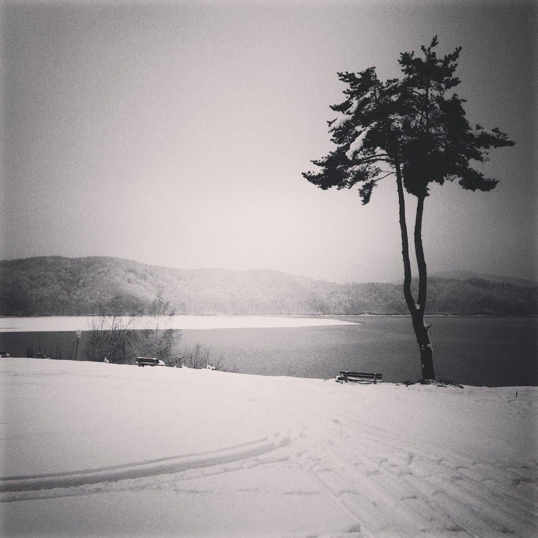 Drzewo i ławka nad jeziorem.