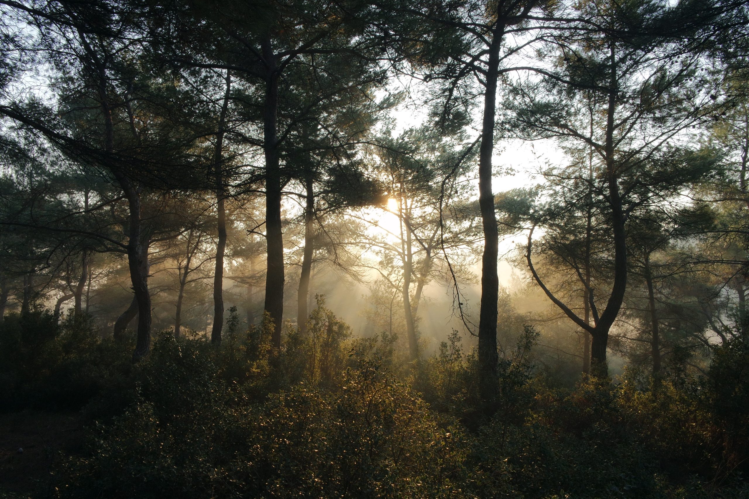10 pomysłów na kreatywną fotografię w lesie